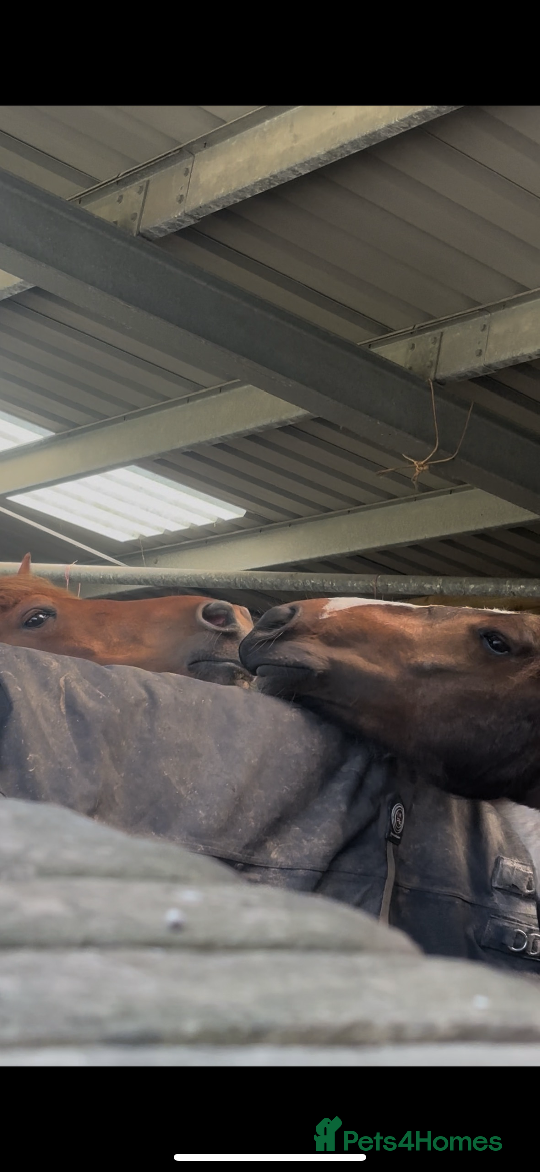 Appaloosa horses for sale: Rodney 14.1/2 2 Year old gelding Appaloosa X Cob - Advert 12