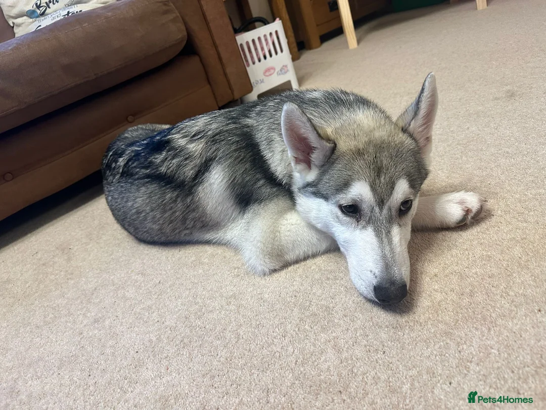 Utonagan dogs for sale: 5 month Alaskan Malamute X Siberian Husky - Advert 3