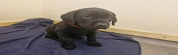Labrador Retriever dogs for sale: Kc labrador puppy - Advert 6