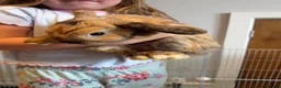 Mini Lop rabbits for sale: Mini lops  - Advert 3