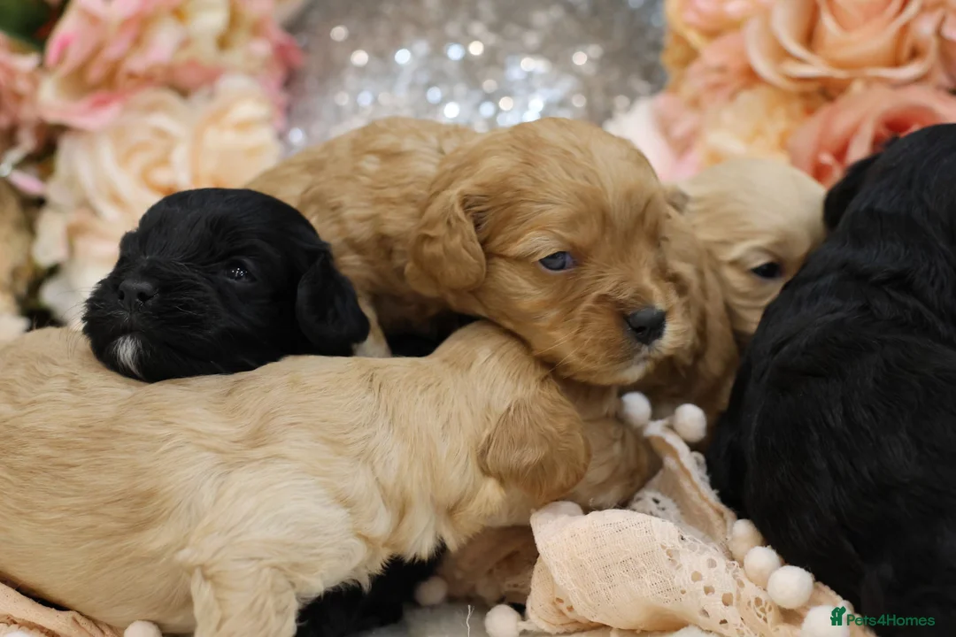 Cavapoo dogs for sale: *HEALTH TESTED*Cavapoo Puppies 5*LICENSED BREEDER* - Advert 2