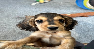Cocker Spaniel dogs - Advert 5