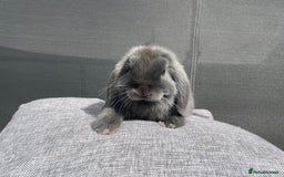 Mini Lop rabbits for sale: Mini Lops Ready to Leave Now! - Image 7