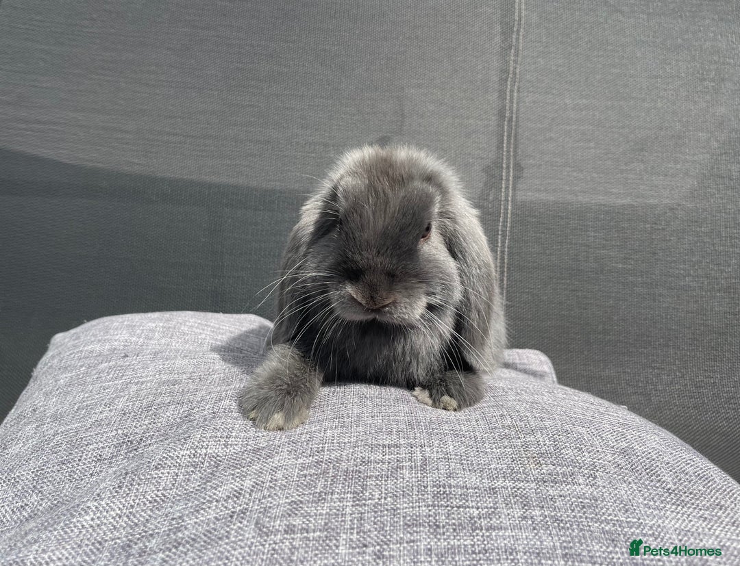 Mini Lop rabbits for sale: Mini Lops Ready to Leave Now! - Image 7
