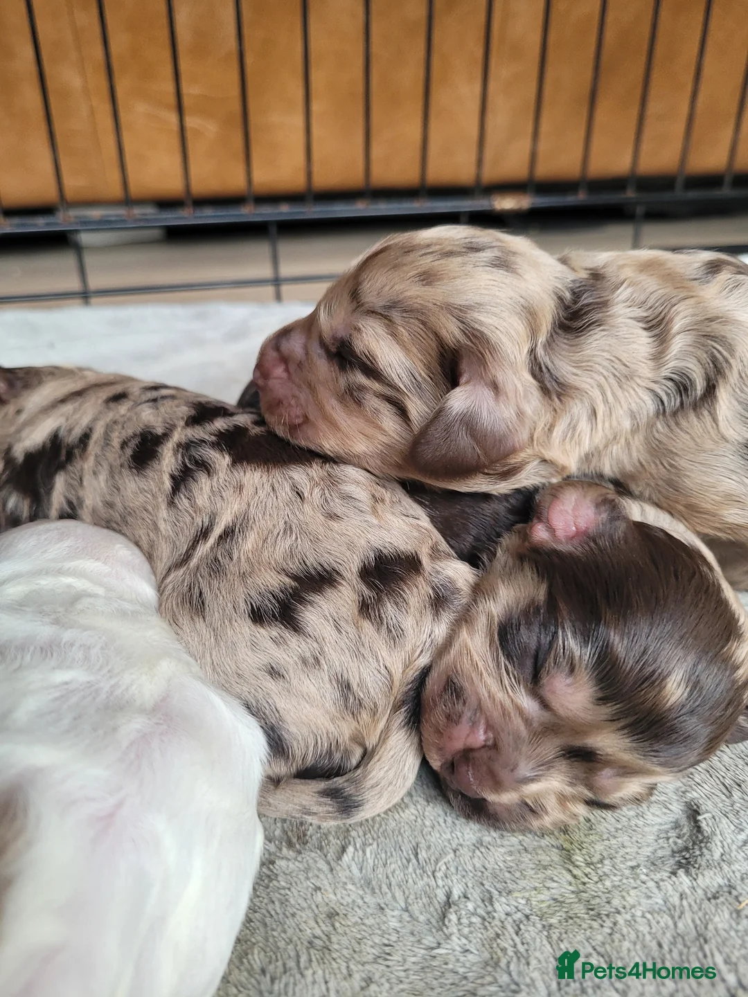 Miniature Poodle dogs for stud: Chocolate Merle Miniature Poodle for stud in Warrington - Advert 16