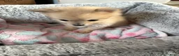 Pomeranian dogs for sale: Pomeranian puppies  - Advert 9