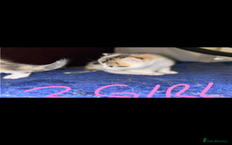 Mixed Breed cats for sale: BEAUTIFUL KITTENS  - Advert 2