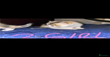 Mixed Breed cats BEAUTIFUL KITTENS  - Advert 2