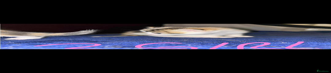 Mixed Breed Kitten 3