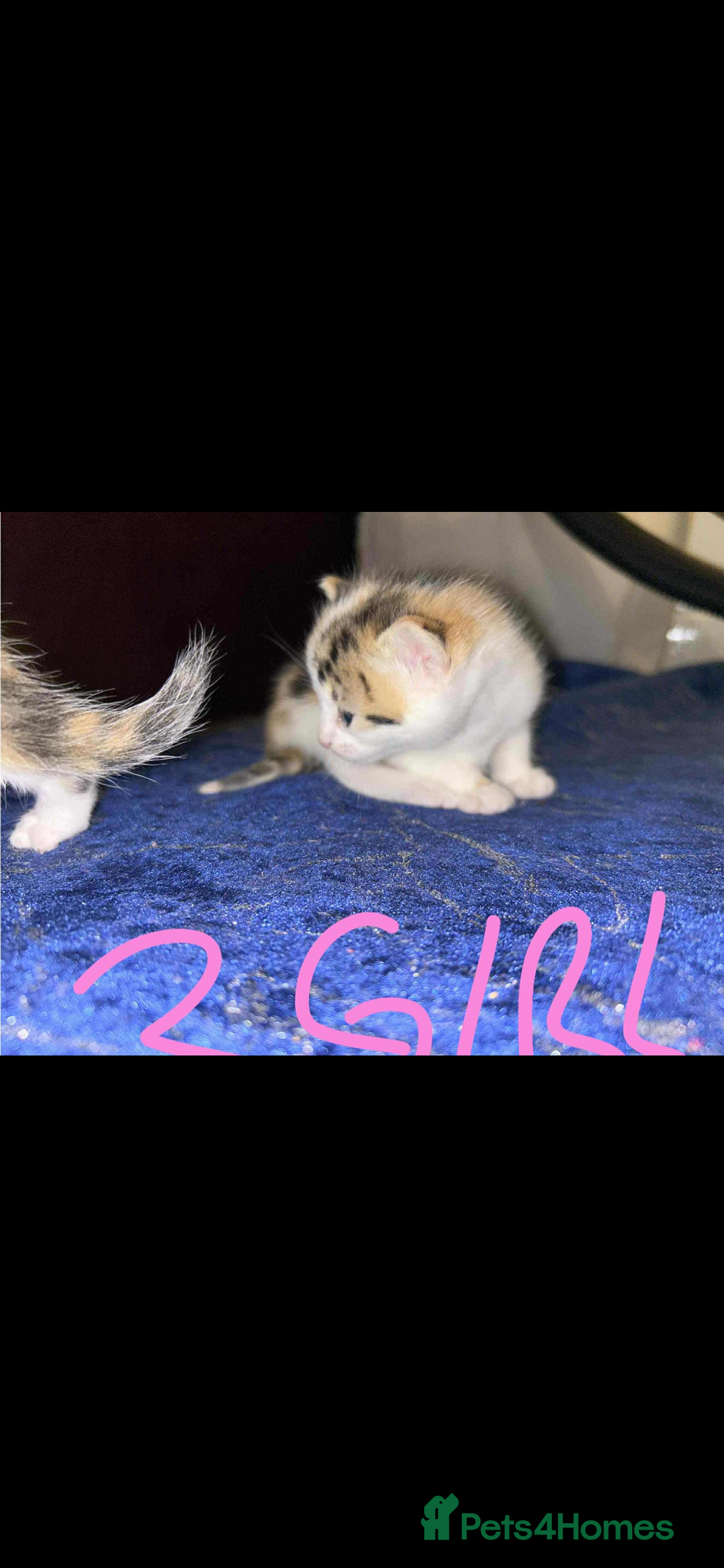 Mixed Breed cats for sale: BEAUTIFUL KITTENS  - Advert 2