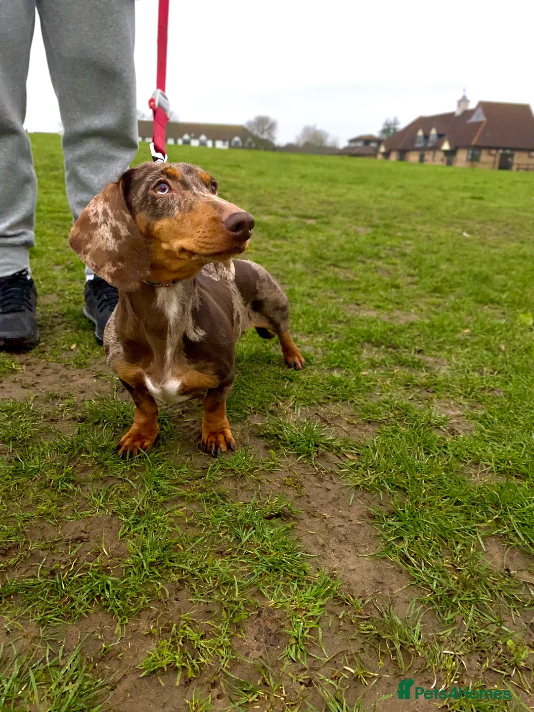 Miniature Dachshund dogs for sale: Female adult beauty ❤️ - Advert 1