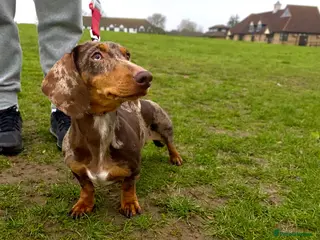 Miniature Dachshund dogs Female adult beauty ❤️ - Advert 6