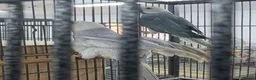 Ringnecks birds for sale: Breeding Pairs of Indian Ringnecks for sale - Advert 3