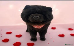 Chow Chow dogs for sale: Beautiful pure bred chow chow puppies for sale  - Image 15