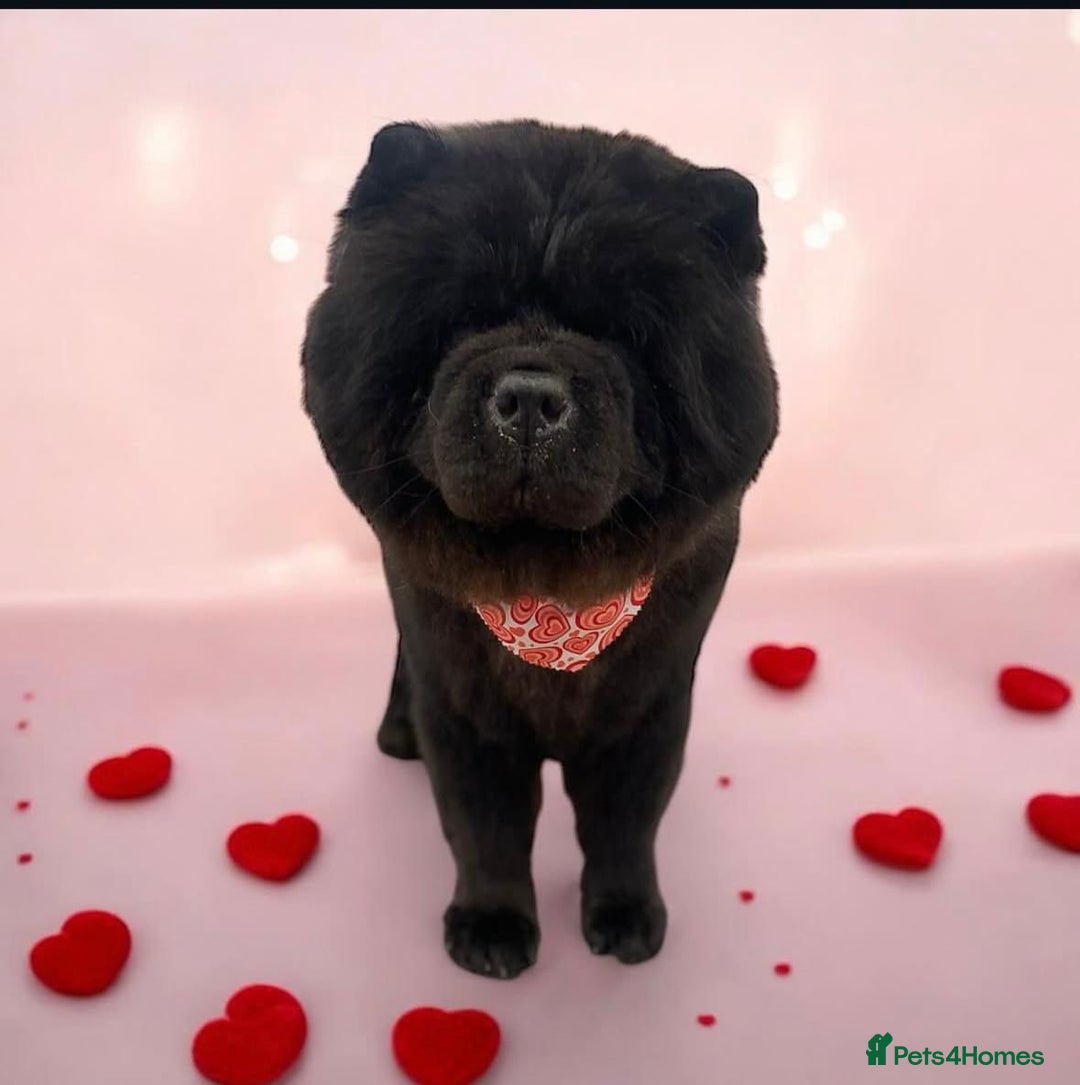 Chow Chow dogs for sale: Beautiful pure bred chow chow puppies for sale  - Image 15