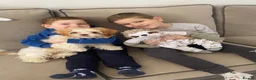 Shih Tzu dogs for sale: Sad sale - Advert 6