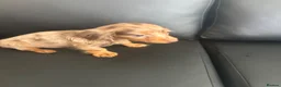 Miniature Dachshund dogs for sale: Miniature Dutch hound in Reading - Advert 5