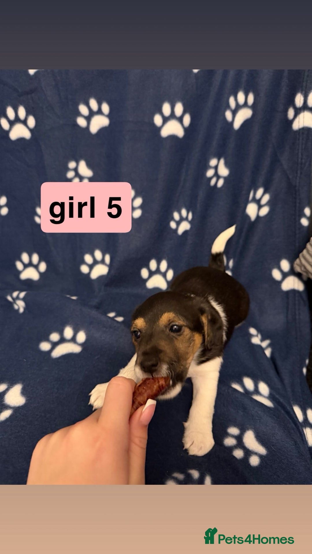 Jack Russell dogs for sale: Jack russel puppies - Advert 5