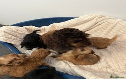 Cockapoo dogs for sale: F1 cockapoos - Image 7