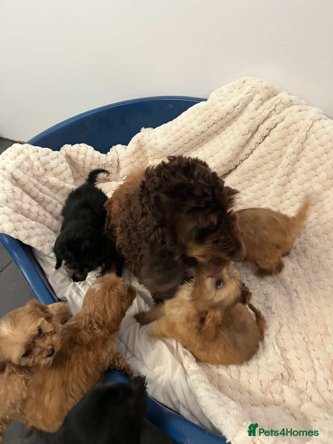 Cockapoo dogs for sale: F1 cockapoos - Image 7