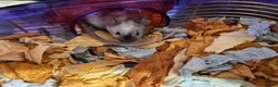 Mouse rodents for sale: 2 female Fancy mice and cage  - Advert 5