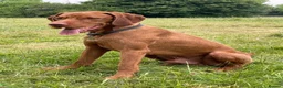 Hungarian Vizsla dogs for sale: Wirehaired Vizsla Pups (available from 3rd May) - Advert 8