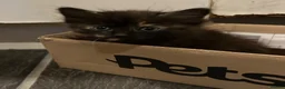 Mixed Breed cats for sale: Kittens for sale  - Advert 10
