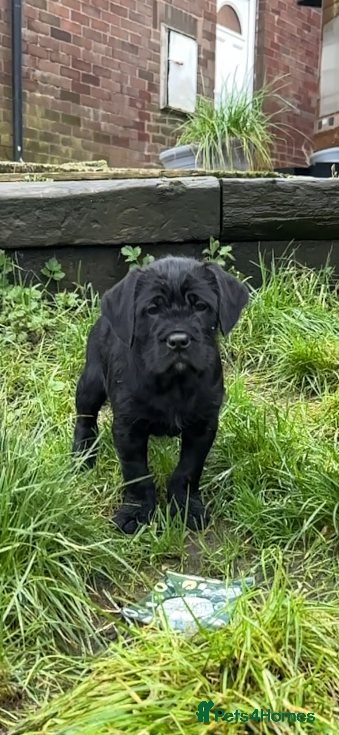 Mixed Breed dogs Oldiepoo puppies for sale  - Advert 18