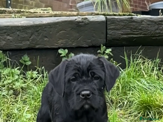 Mixed Breed dogs Oldiepoo puppies for sale - Advert 1