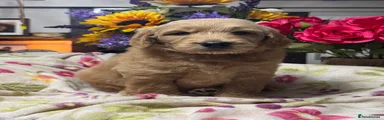 Mini Goldendoodle 2