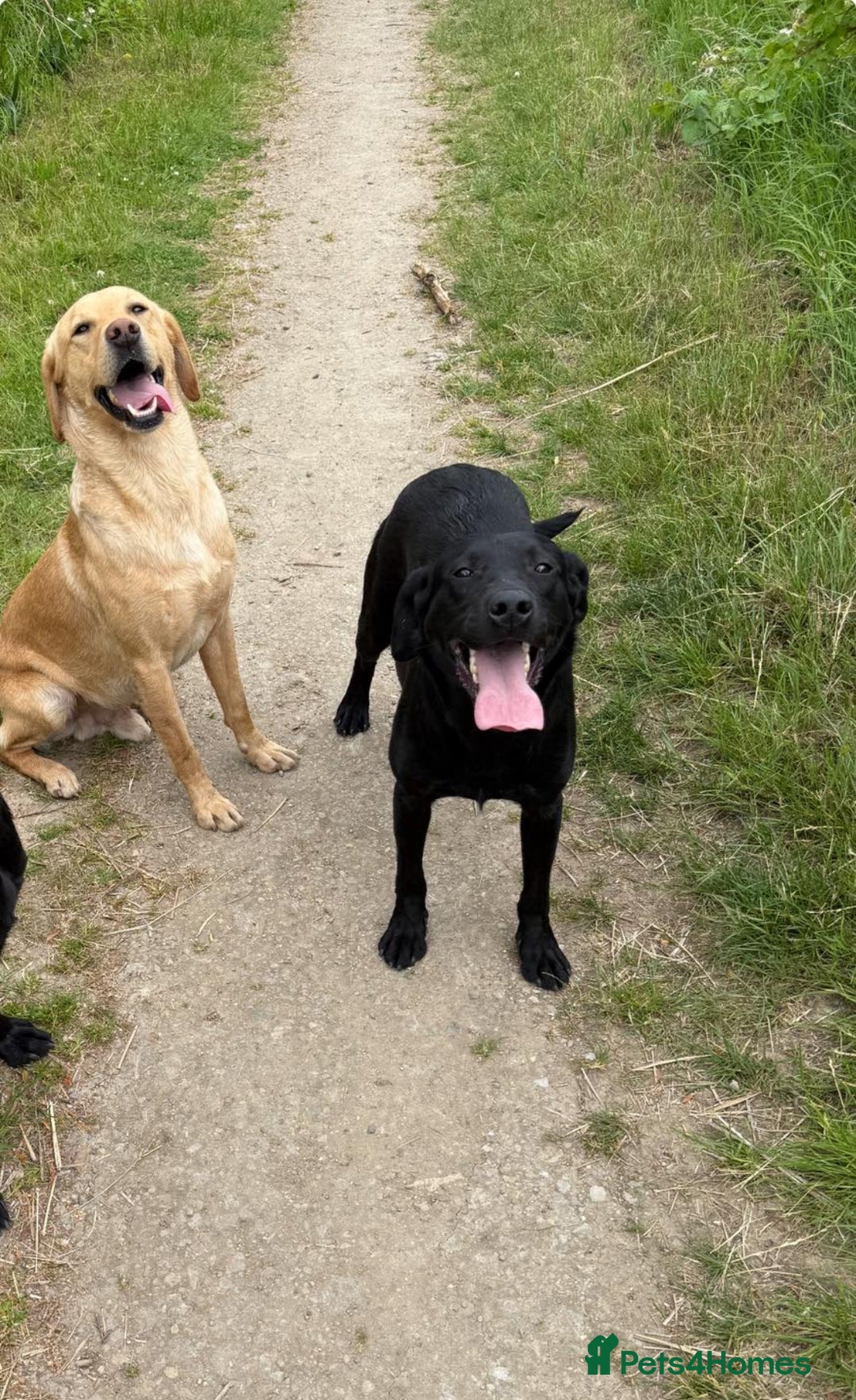 Labrador Retriever dogs for sale: Kc reg Labrador pups  - Advert 6