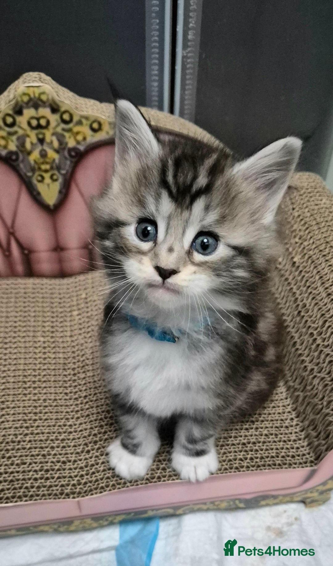 Maine Coon cats for sale: 🎀 Outstanding GCCF Pedigree Maine Coon Kittens 🎄 - Advert 12