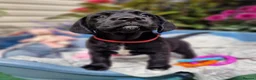 Springador dogs for sale: BEAUTIFUL SPRINGADOR PUPPIES - Advert 14