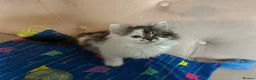 Siberian cats for sale: Siberian kittens, Ready Now 😻 - Advert 15