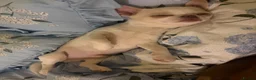 Chihuahua dogs for sale: Cream Isabelle male Chihuahua - Advert 4