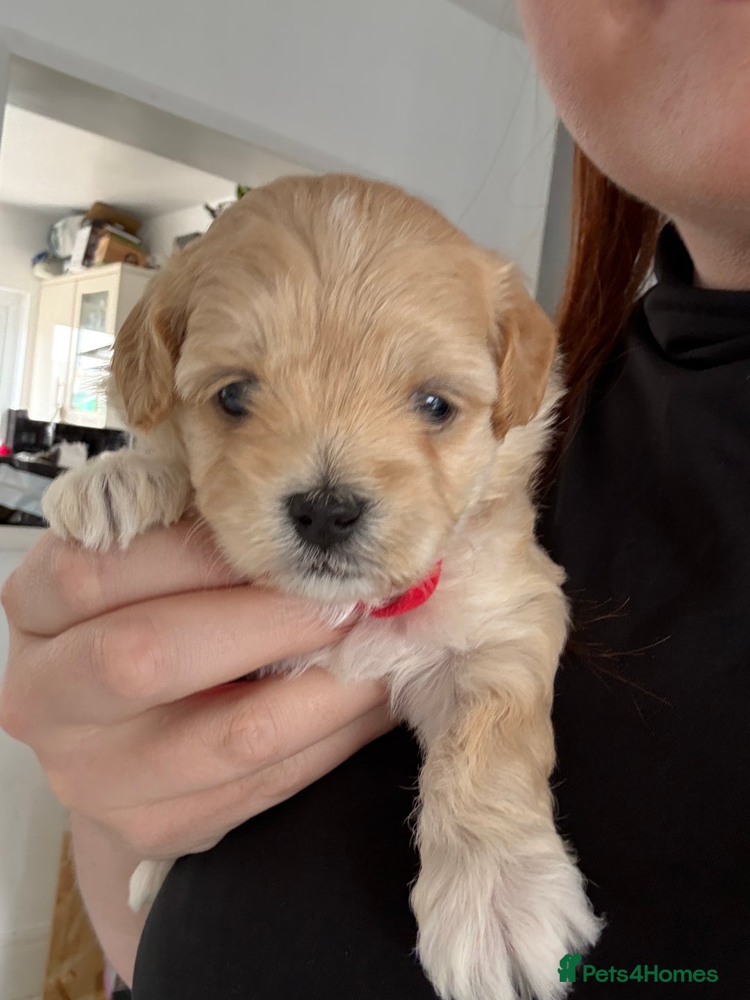 Maltipoo dogs for sale: Beautiful Male Maltipoo F1 Pups - Image 16