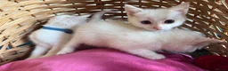 Ragdoll cats for sale: Ragdoll x ragdoll bsh male and female £275 8wk - Advert 9