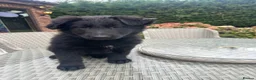 German Shepherd dogs for sale: TWO BEAUTIFUL GIRLS - Advert 8