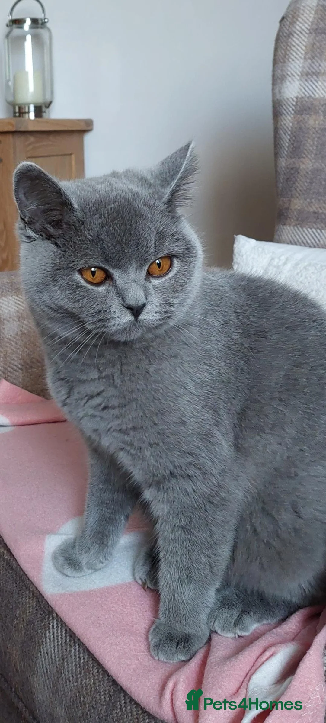 British Shorthair cats for sale: BLUE GCCF REGISTERED QUEEN - Advert 1