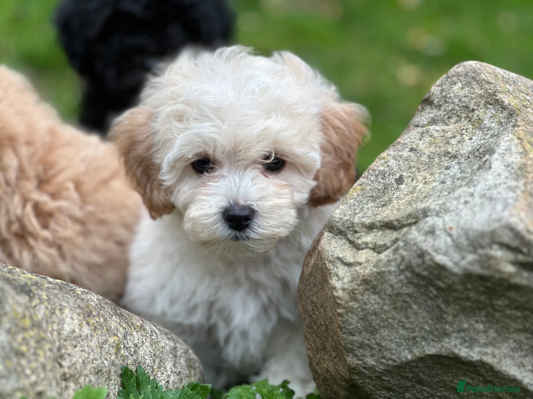 Shihpoo dogs for sale: Absolutely stunning Shihpoo pups ready now ❤️ - Image 21