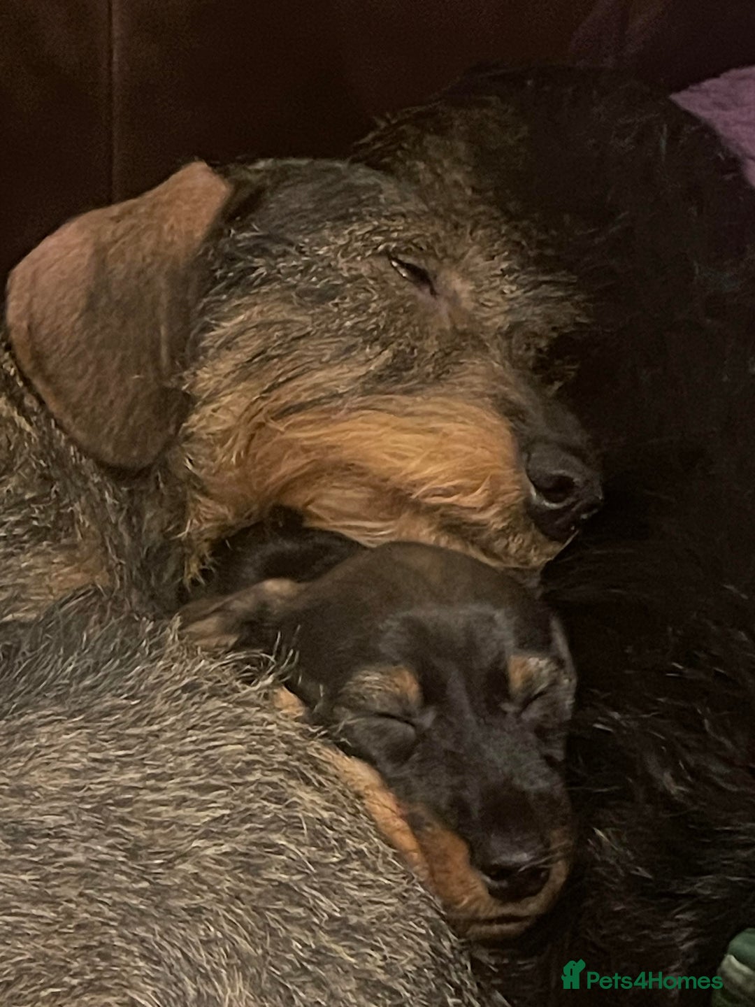 Miniature Dachshund dogs for sale: KC Reg Miniature Dachshund Wire Haired Boy - Advert 9