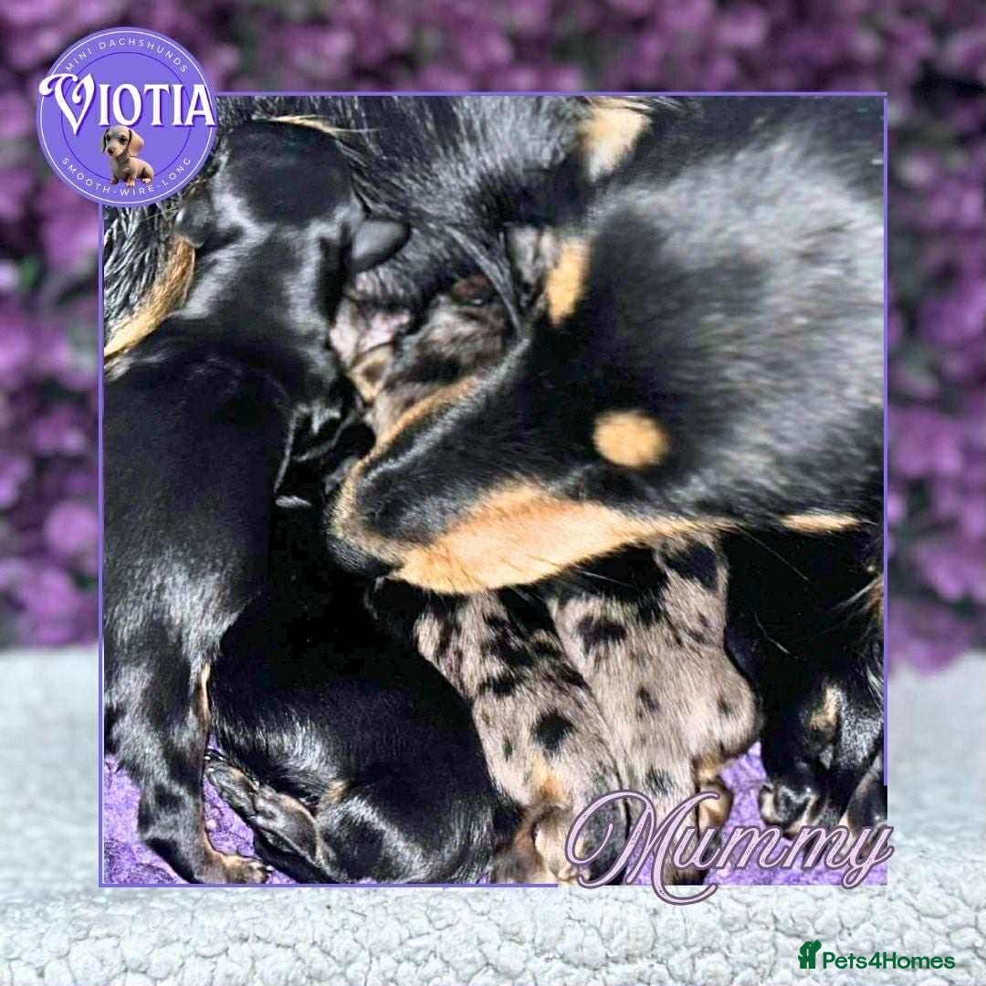 Miniature Dachshund dogs for sale: Gorgeous miniature dachshund babies long coats  - Image 6