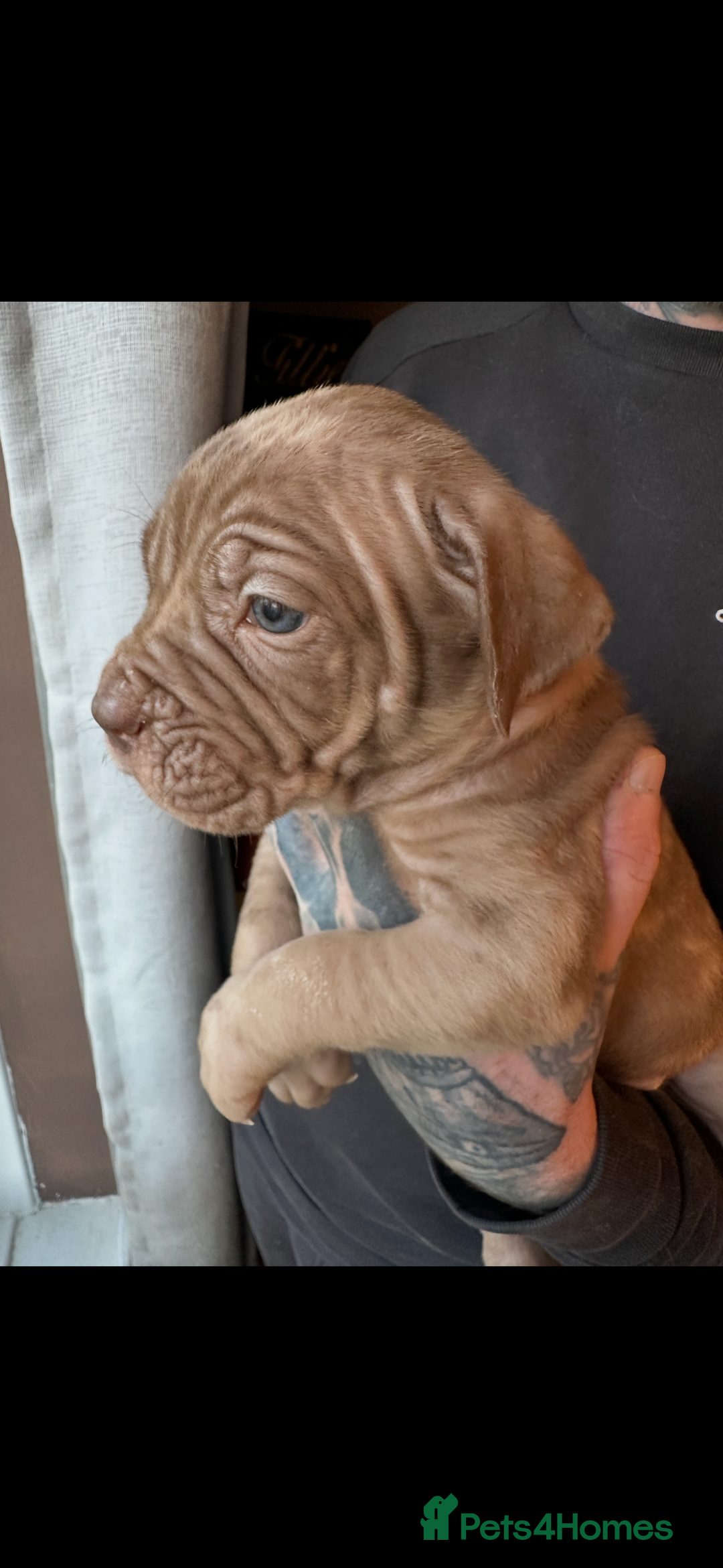 Mixed Breed dogs for sale: Presa X Neo puppies - Advert 26