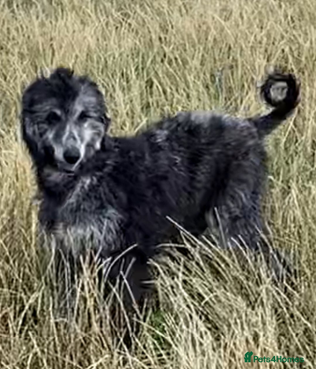 Afghan Hound dogs for sale: Three fabulous male Afghan hound puppies  - Image 6