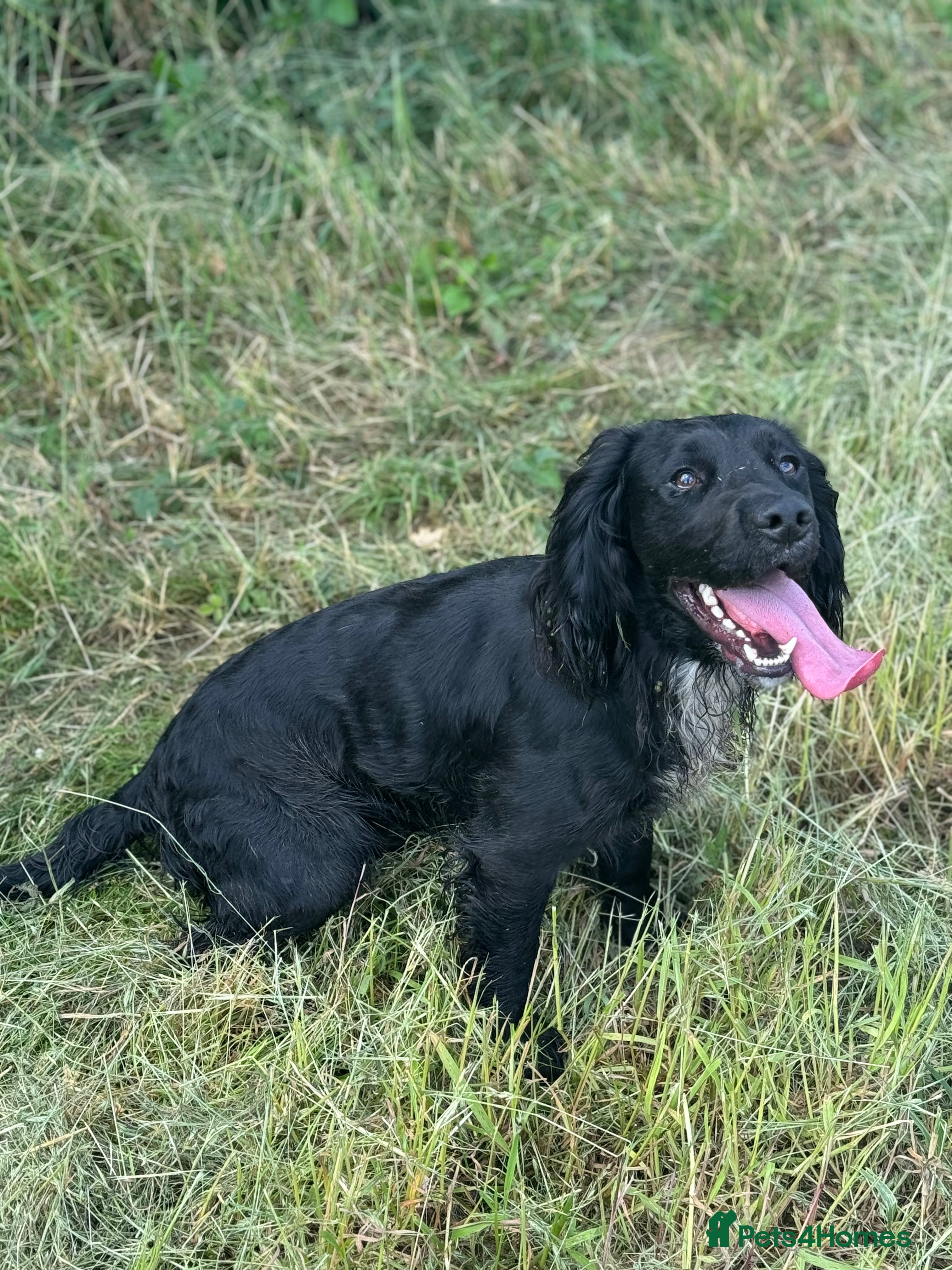 Cocker Spaniel dogs Working Cocker Spaniel available for Stud  in Chelmsford - Advert 24
