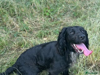 Cocker Spaniel dogs in Chelmsford - Advert 1