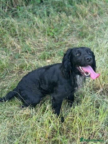 Cocker Spaniel dogs Working Cocker Spaniel available for Stud in Chelmsford - Advert 1