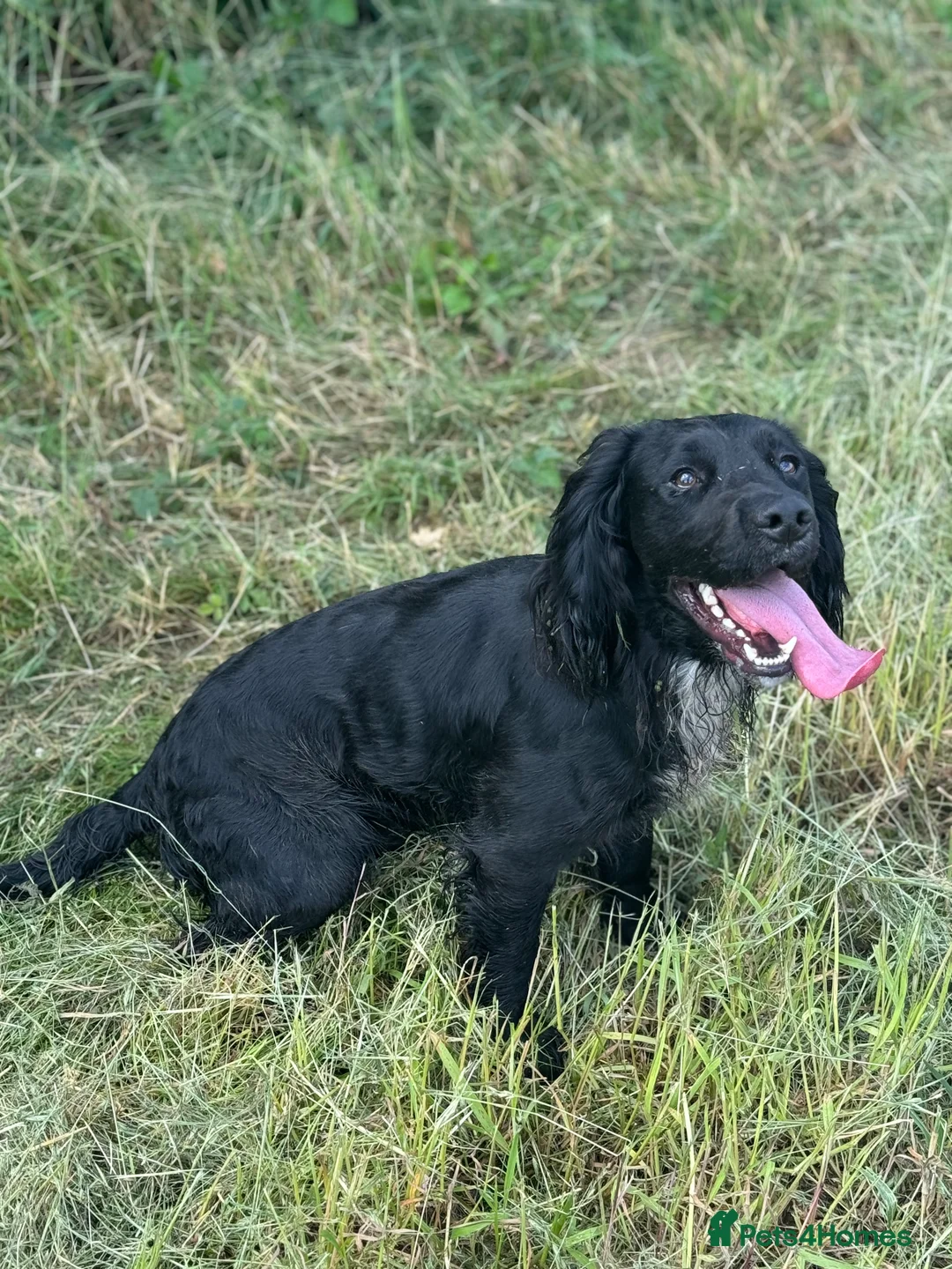 Cocker Spaniel dogs for stud: Working Cocker Spaniel available for Stud  in Chelmsford - Advert 1