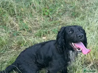 Cocker Spaniel dogs Working Cocker Spaniel available for Stud in Chelmsford - Advert 24