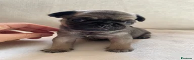 Pug Puppy 2